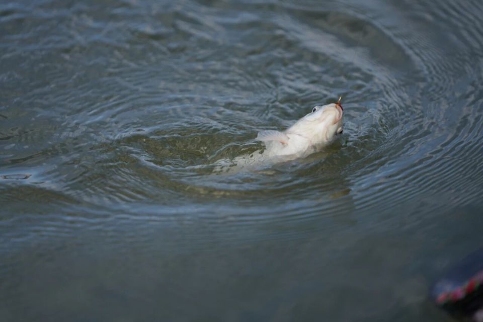 PRbT, 柘林队获二, hY PRbT, 柘林队获二, hY